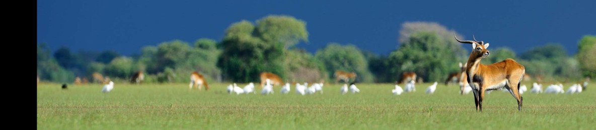 15-Day Zambia Walking Safari with Bat Migration