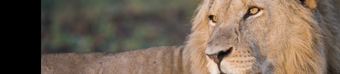 4-Day South Luangwa Classic and Amazing Safari