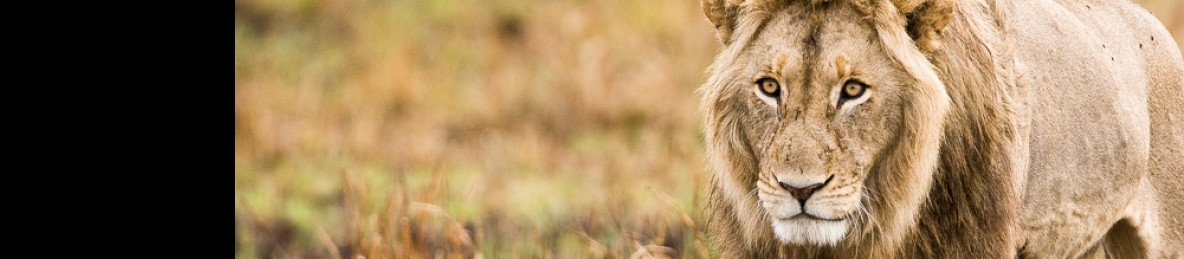 6-Day Affordable Kafue & Busanga Plains Safari