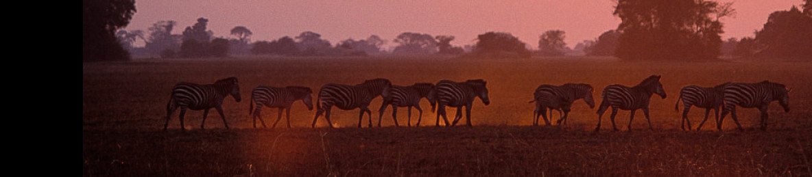 7-Day Kafue & Lower Zambezi National Parks