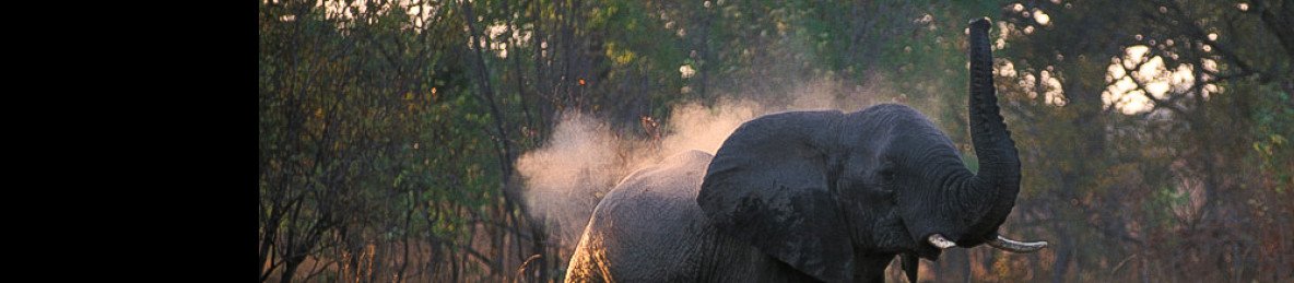 10-Day South Luangwa, Lower Zambezi and Kafue