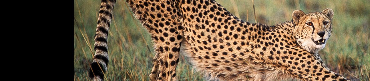 4-Day Authentic Bushcamp in North Kafue National Park