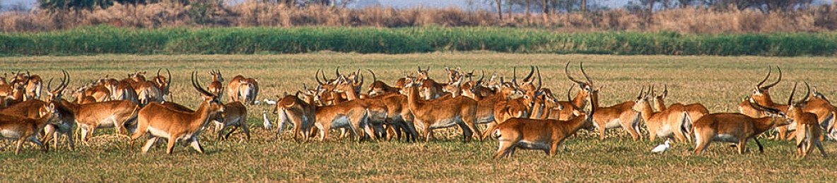 4-Day Kafue National Park Luxury Safari Package
