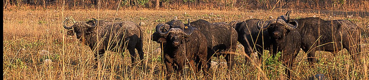 14-Day Kafue and Lower Zambezi National Parks