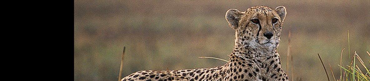 6-Day Remarkable South Luangwa National Park Safari