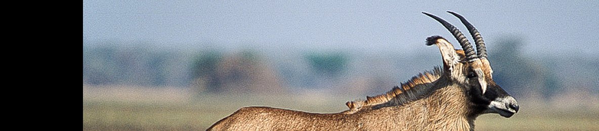 8-Day Sable Safari - Southern Kafue Explorer