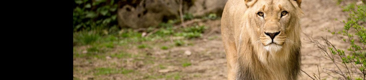 6-Day Zambia's Wild Elegance from Kafue to Zambezi