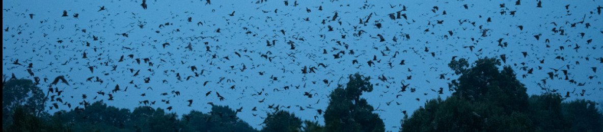 14-Day Zambia's Big Migrations