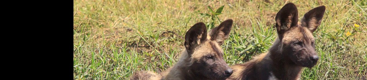 6-Day Best of South Luangwa Two Camps