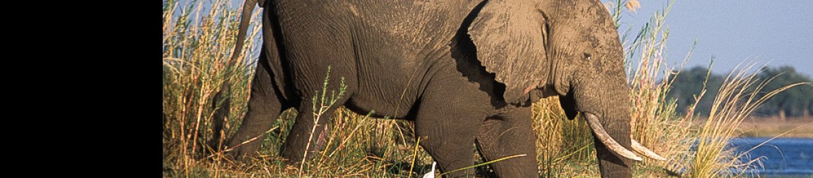 8-Day South Luangwa & Lower Zambezi Safari