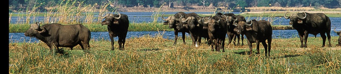 4-Day Best of Lower Zambezi at Royal Zambezi Lodge