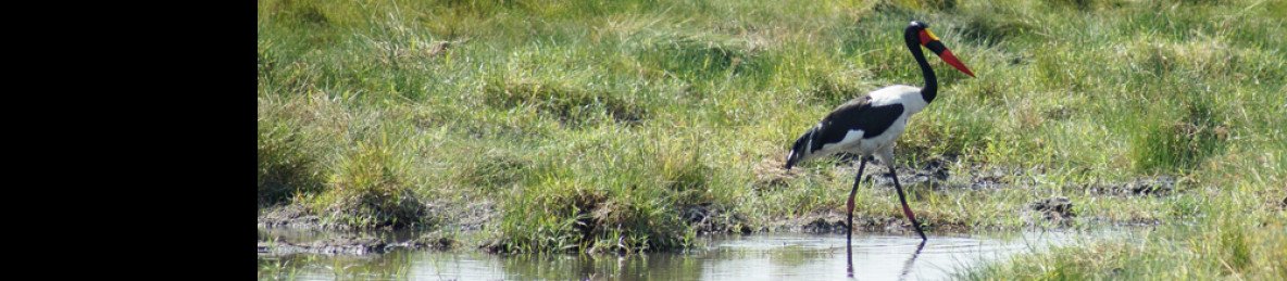8-Day Liuwa Camping Trip to the Wild West of Zambia