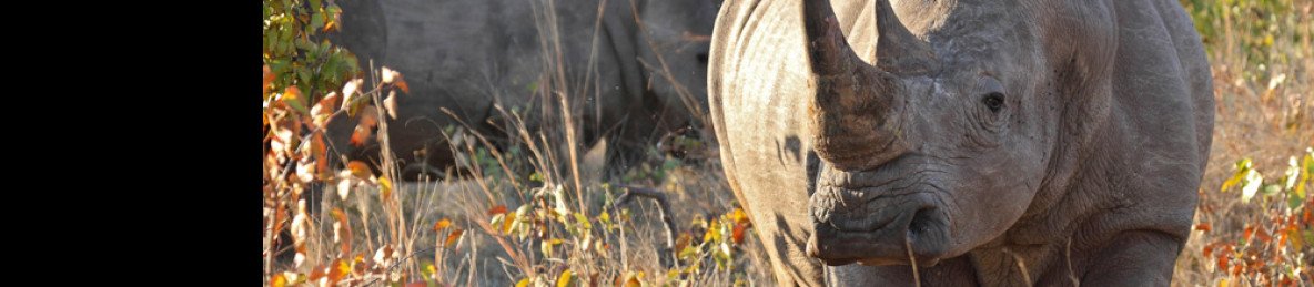 ½-Day Rhino Trekking Experience and Safari Game Drive