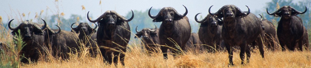 8-Day Full Kafue Experience