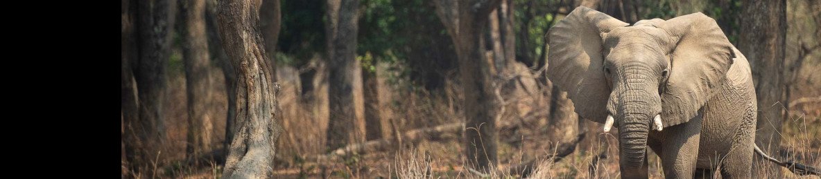4-Day Safari Adventure at Royal Zambezi Lodge