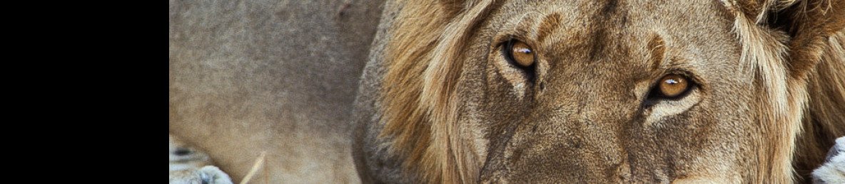 7-Day Livingstone and South Luangwa Experience
