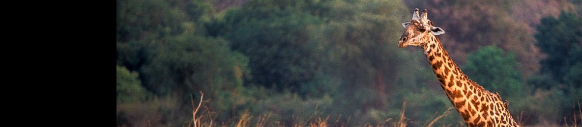 15-Day Ultimate Zambia Remote Wilderness Safari