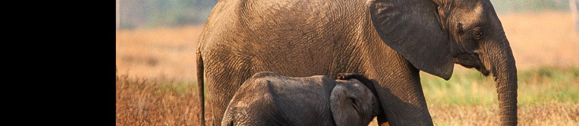 9-Day Wheels and Wings Safari Adventure