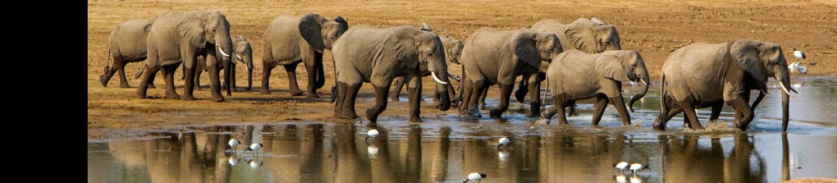 9-Day South, North Luangwa and Luambe National Parks