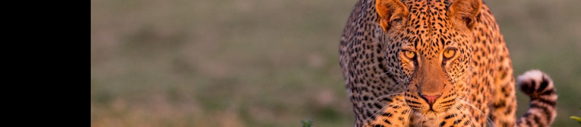 8-Day Kafue and South Luangwa National Parks
