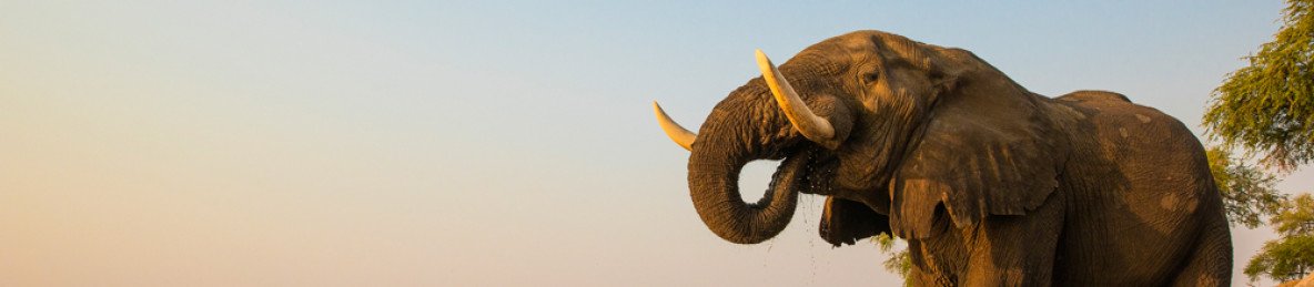 7-Day Hwange and Mana Pools Luxury Safari Adventure