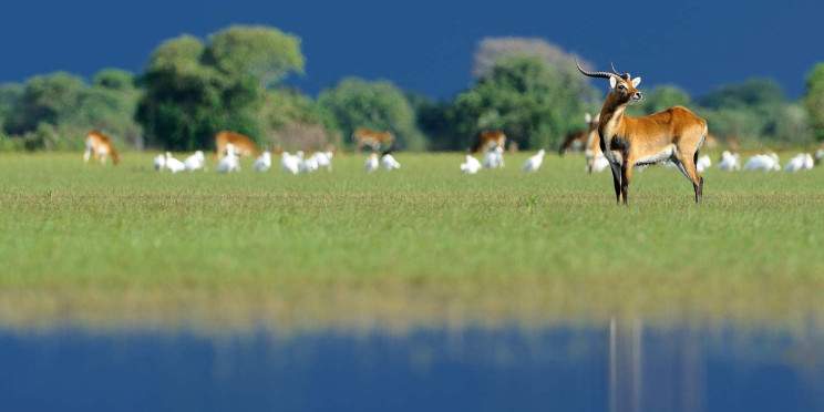 15-Day Zambia Walking Safari with Bat Migration