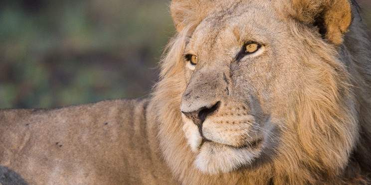 4-Day South Luangwa Classic and Amazing Safari