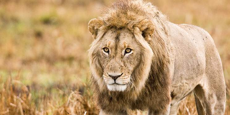 6-Day Affordable Kafue & Busanga Plains Safari