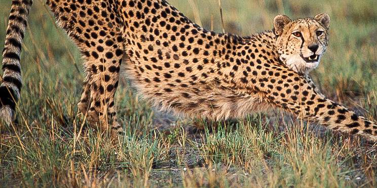 4-Day Authentic Bushcamp in North Kafue National Park