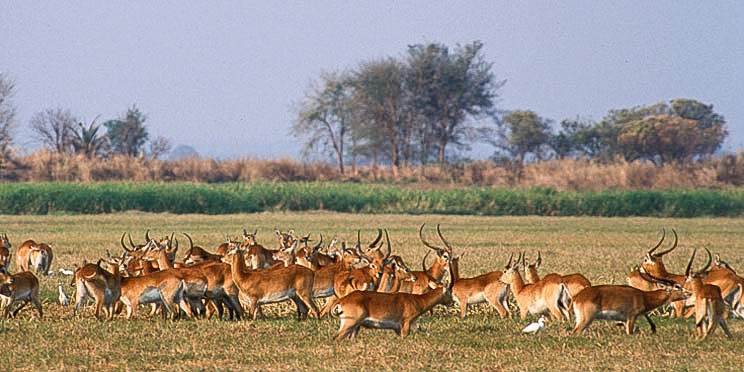 4-Day Kafue National Park Luxury Safari Package