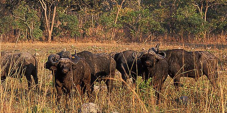 14-Day Kafue and Lower Zambezi National Parks