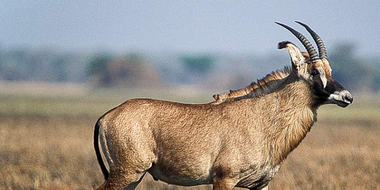 8-Day Sable Safari - Southern Kafue Explorer