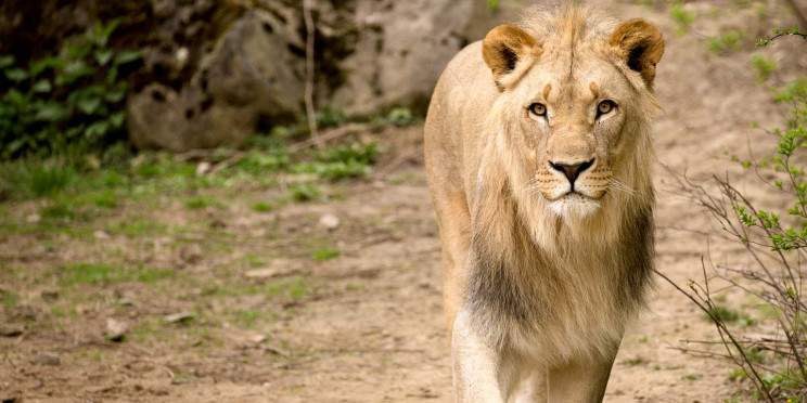 6-Day Zambia's Wild Elegance from Kafue to Zambezi