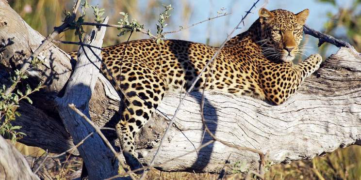 15-Day Ultimate Zambia Overland Safari