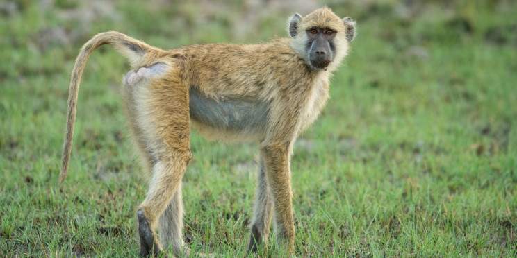 4-Day Best of South Luangwa Bushcamp
