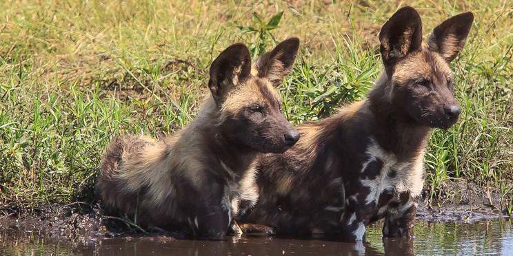 6-Day Best of South Luangwa Two Camps