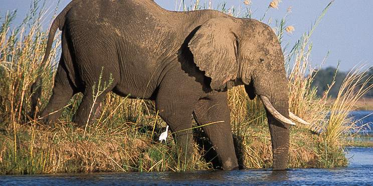 8-Day South Luangwa & Lower Zambezi Safari