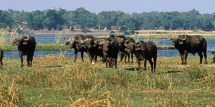 4-Day Best of Lower Zambezi at Royal Zambezi Lodge