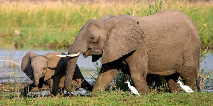 11-Day A Great Introduction to Zambia