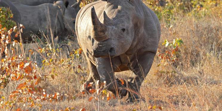 ½-Day Rhino Trekking Experience and Safari Game Drive