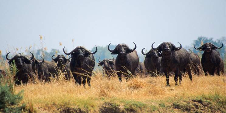 8-Day Full Kafue Experience