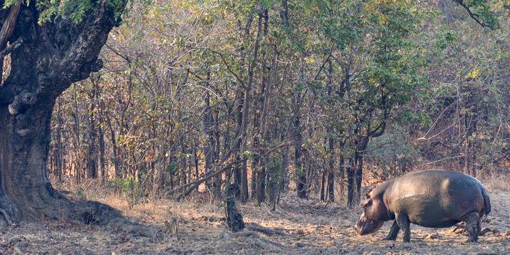 7-Day Affordable Kafue Safari