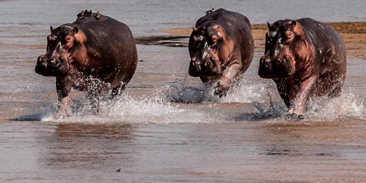 12-Day Refined by the Wild in Zambia