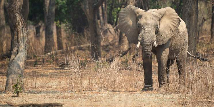 4-Day Safari Adventure at Royal Zambezi Lodge