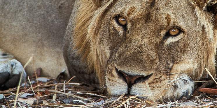7-Day Livingstone and South Luangwa Experience