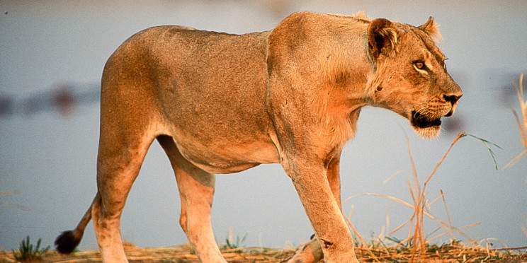 7-Day Zambia Walking Safari