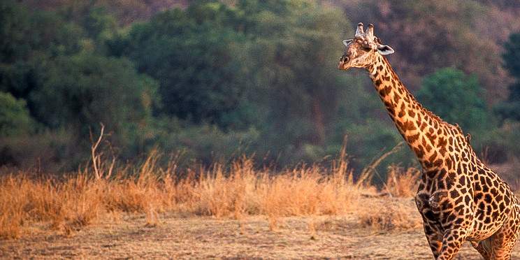 15-Day Ultimate Zambia Remote Wilderness Safari