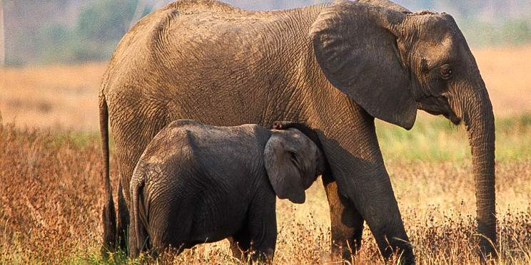 9-Day Wheels and Wings Safari Adventure