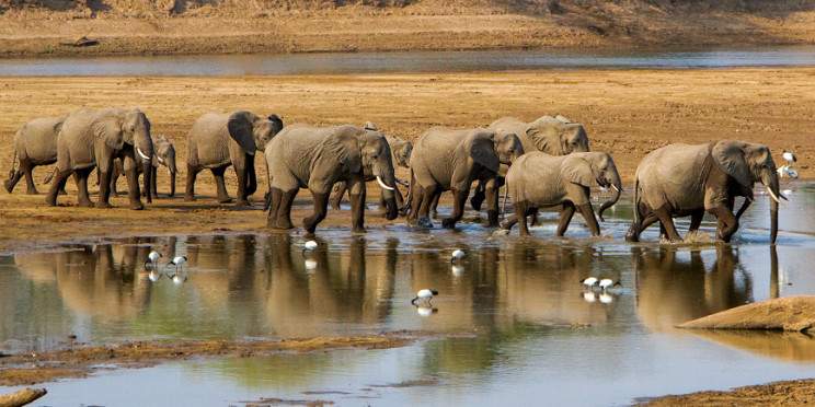 9-Day South, North Luangwa and Luambe National Parks