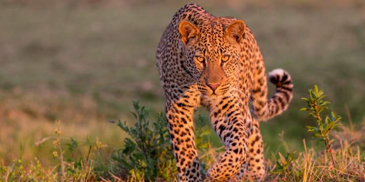 8-Day Kafue and South Luangwa National Parks
